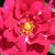 Rdeča - Vrtnice Floribunda - Diablotin